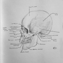 Anatomical landmarks of the human skull.